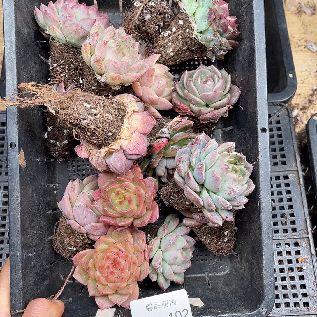 多肉一物一拍23-102