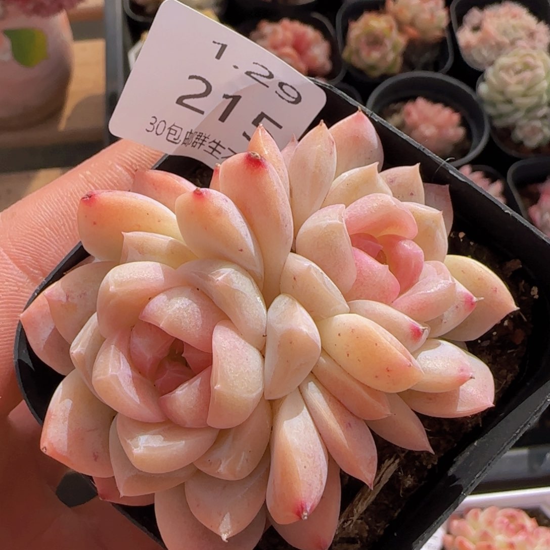 珍妮双头老桩一颗