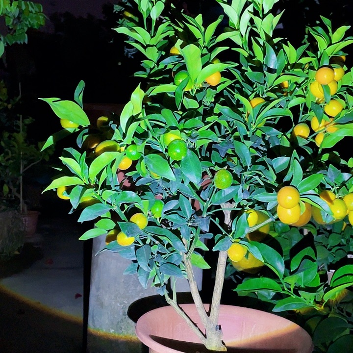 小***爸完全开放果树88888