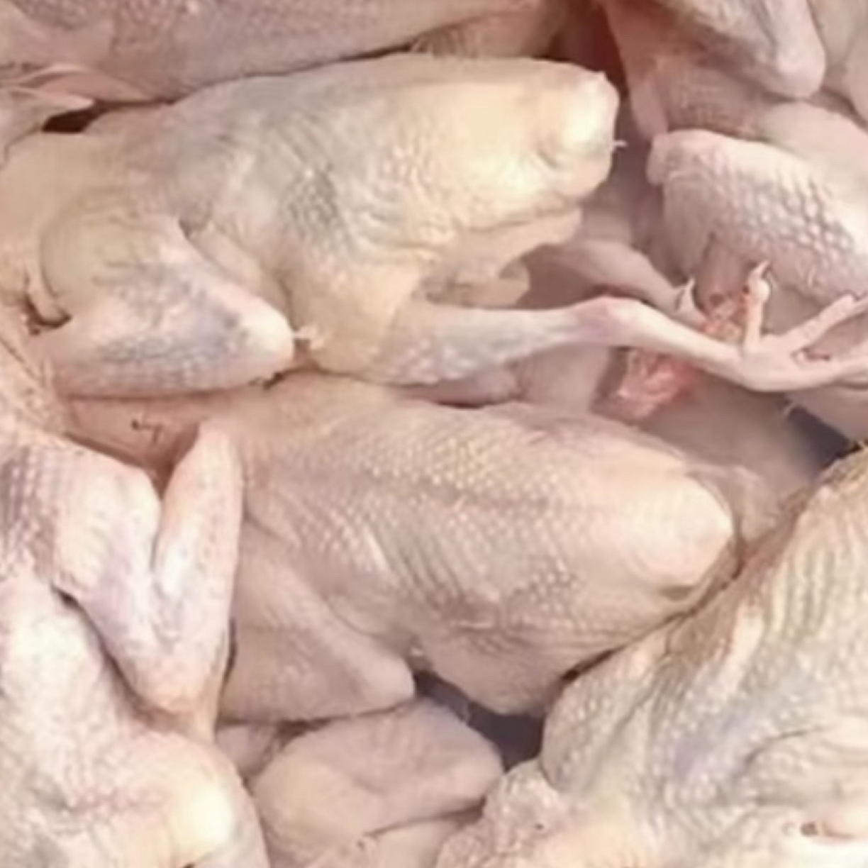 农家散养土鸽子新鲜现杀带心肝急冻锁鲜整只鸽子肉冷链发货