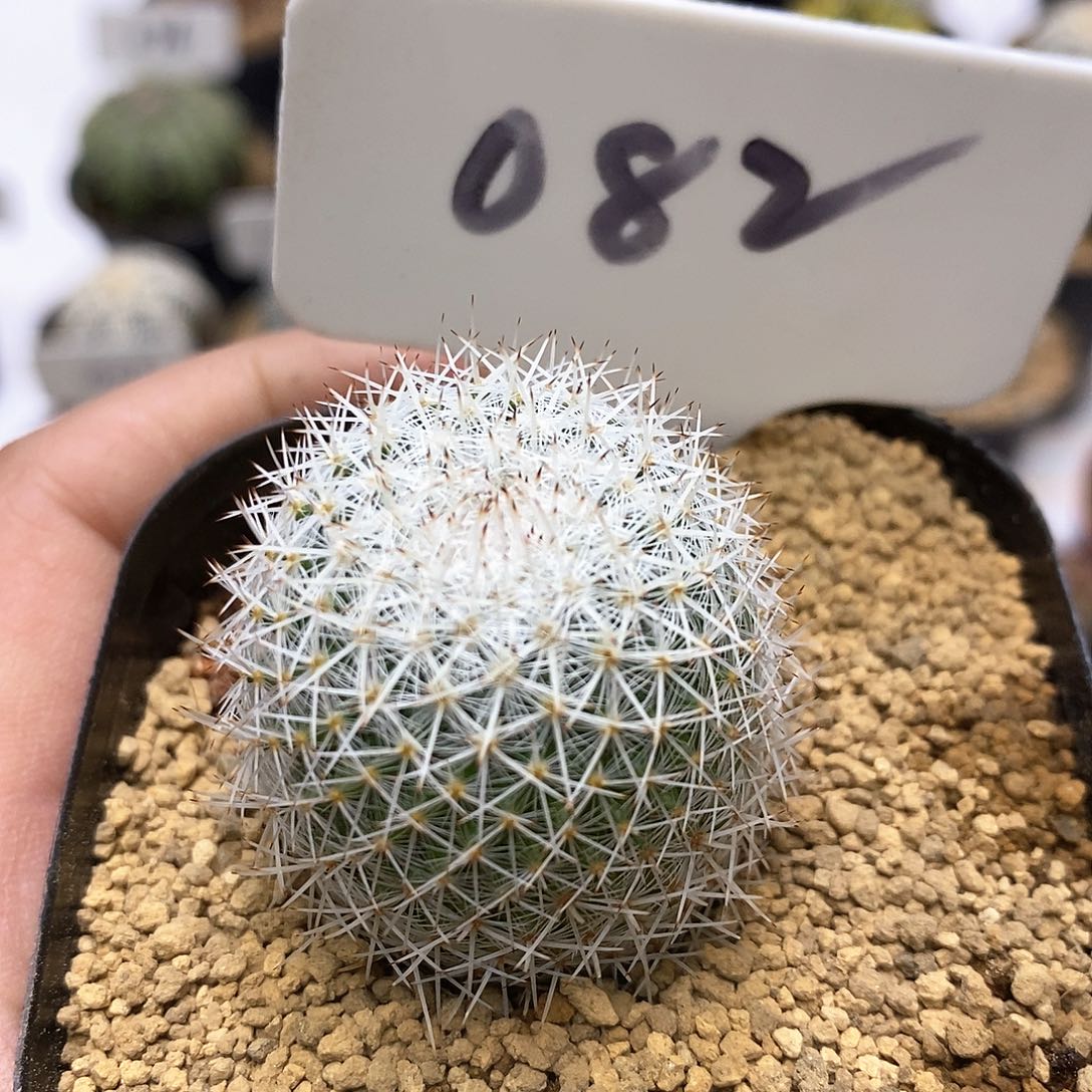 福利特价来了福利了