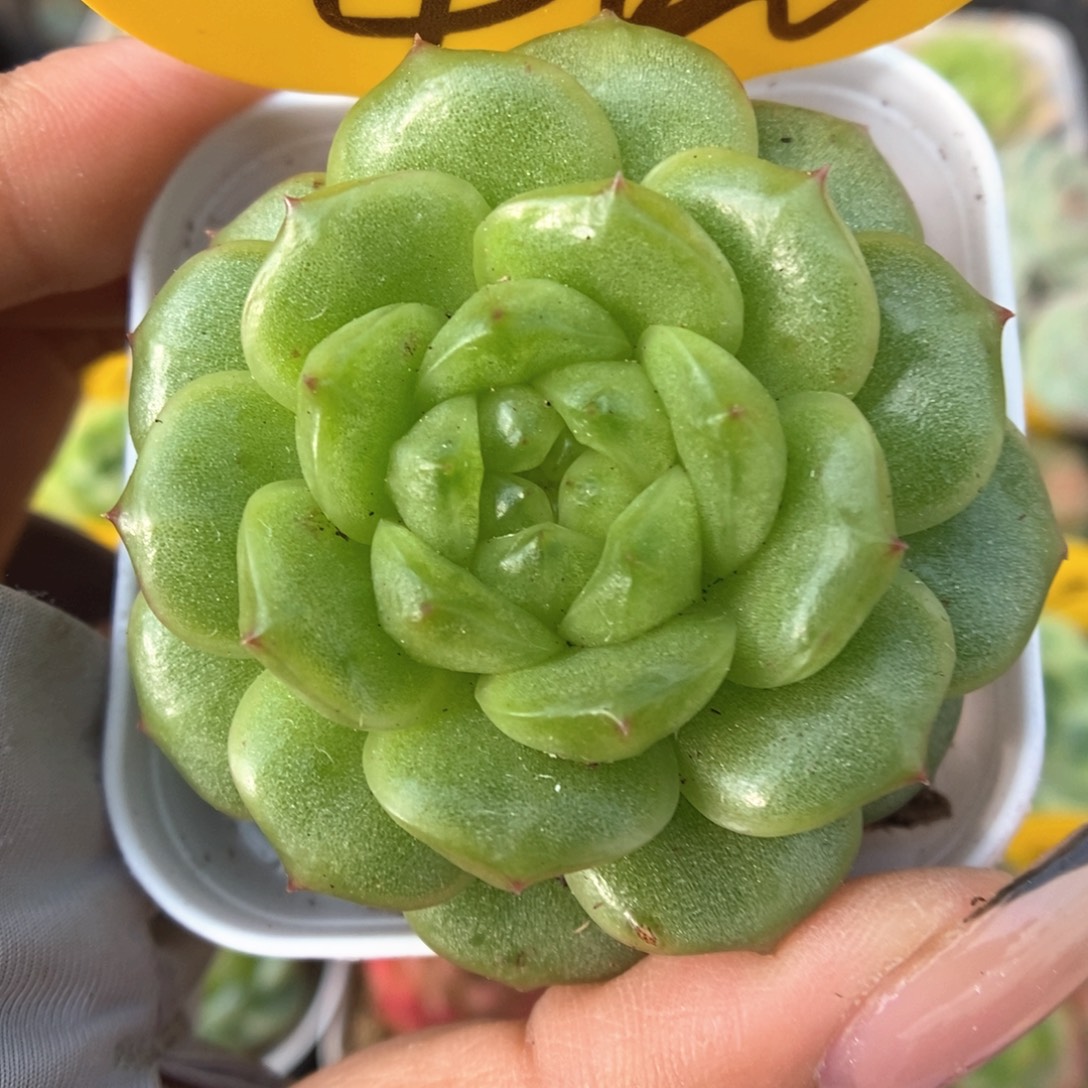灯泡珍妮可拍440号