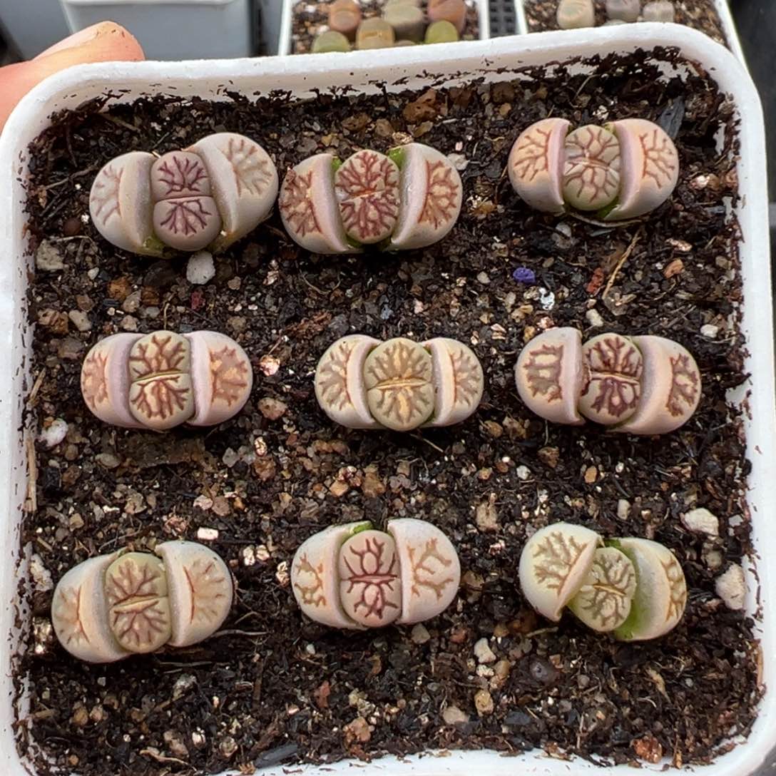 1.25好看的多肉560