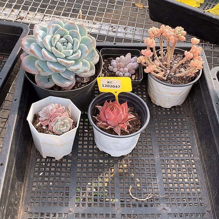 1202047筐拍不售后