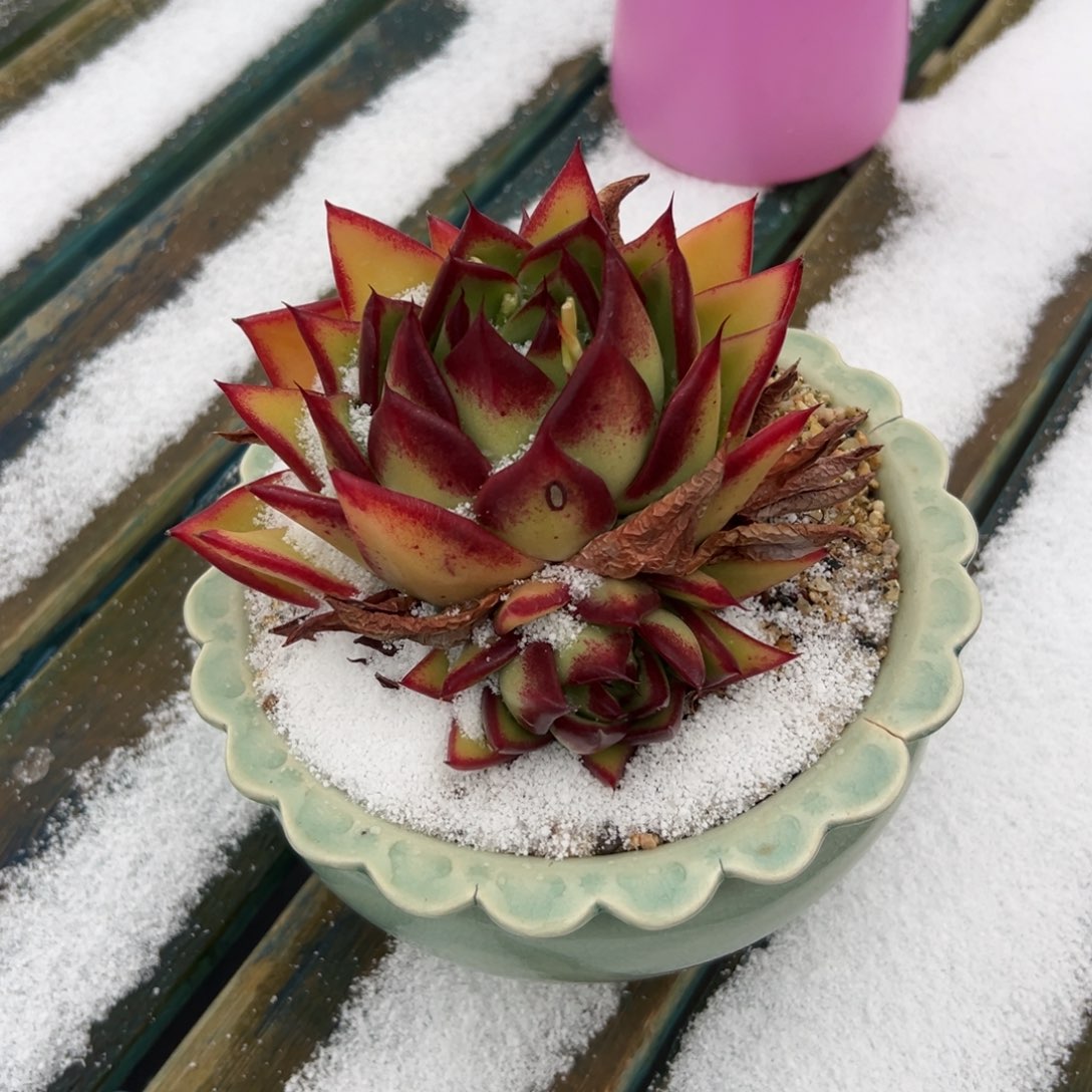 多肉一物一拍0126-404