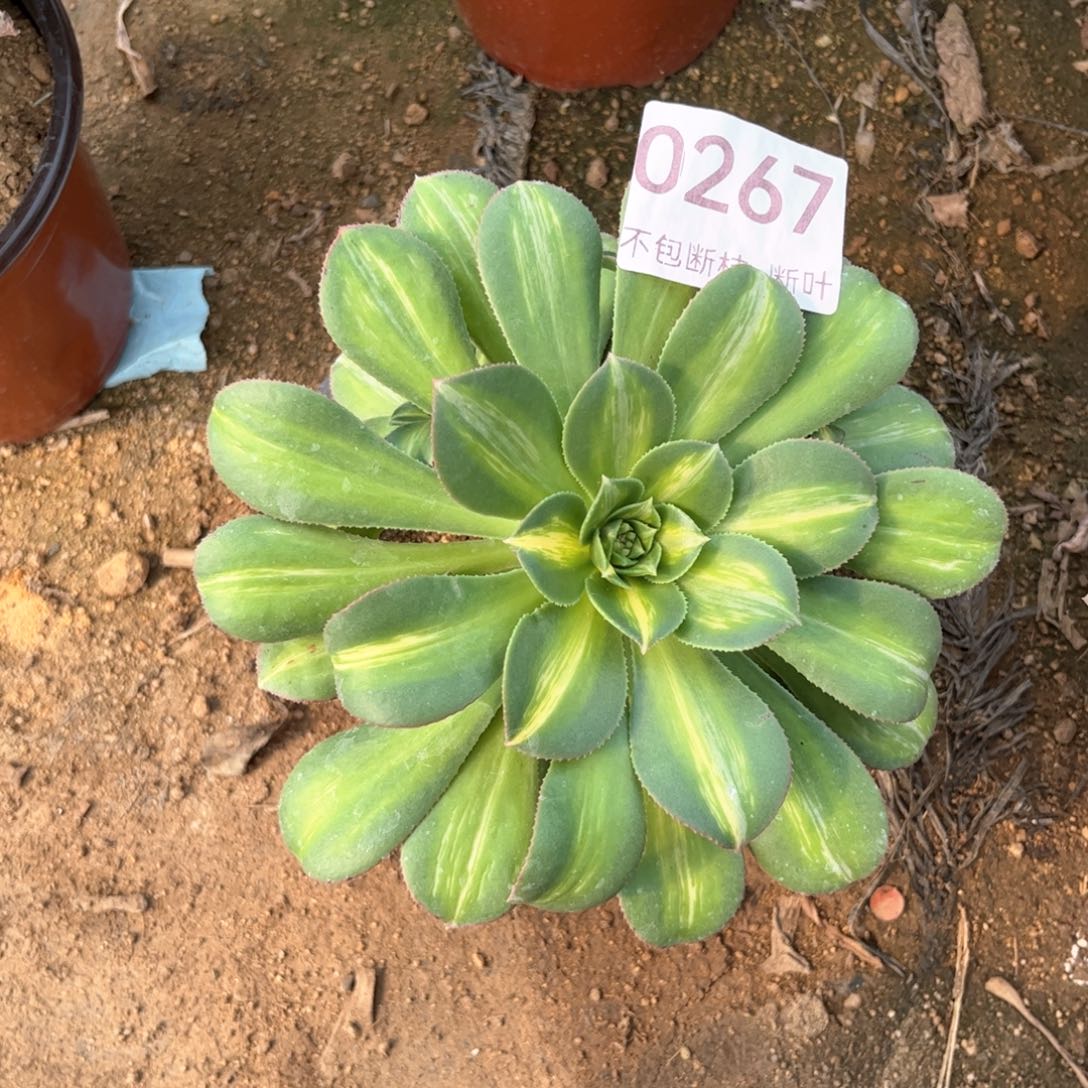 267号，黄中班，脱土发货