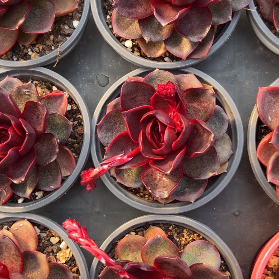 红灯多肉单拍不发凑单用