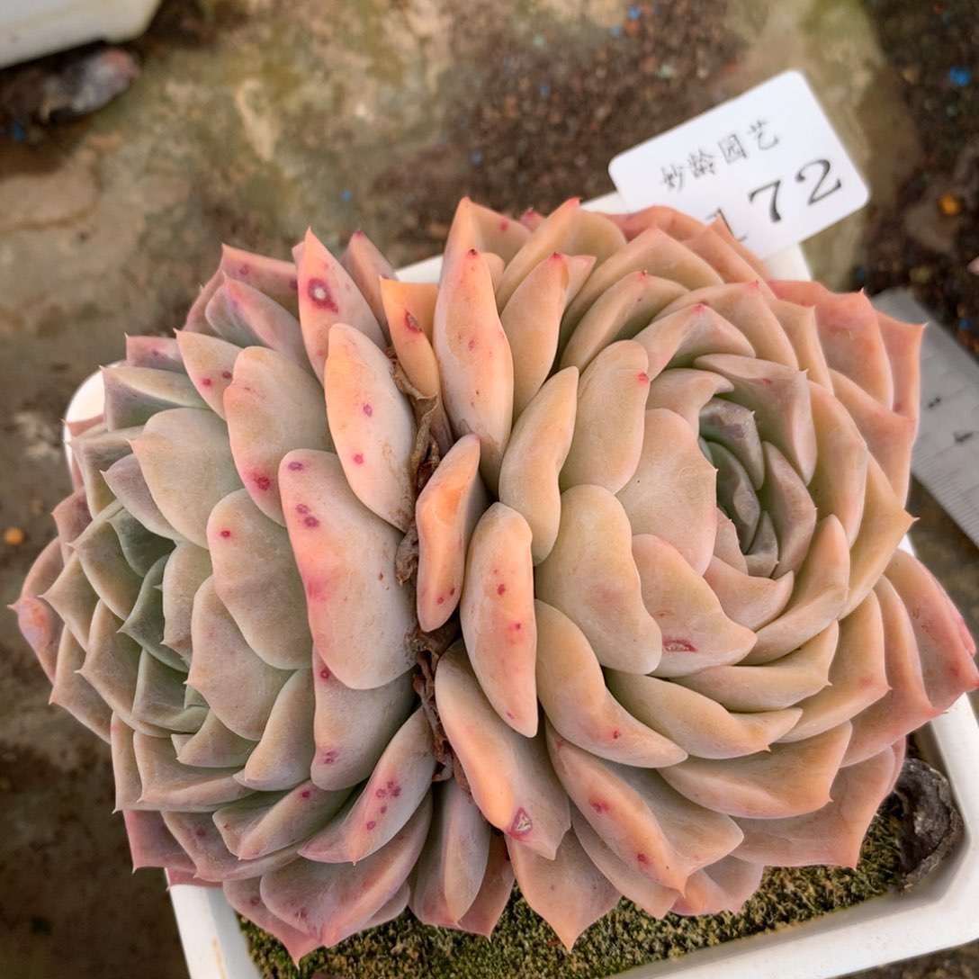 4172杂交多肉植物