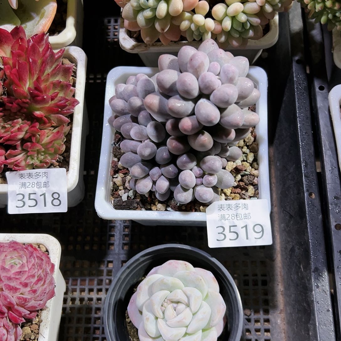 9号尘*哥我们的确是一3519