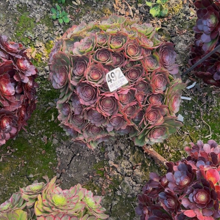 万圣节花27-39包邮花花