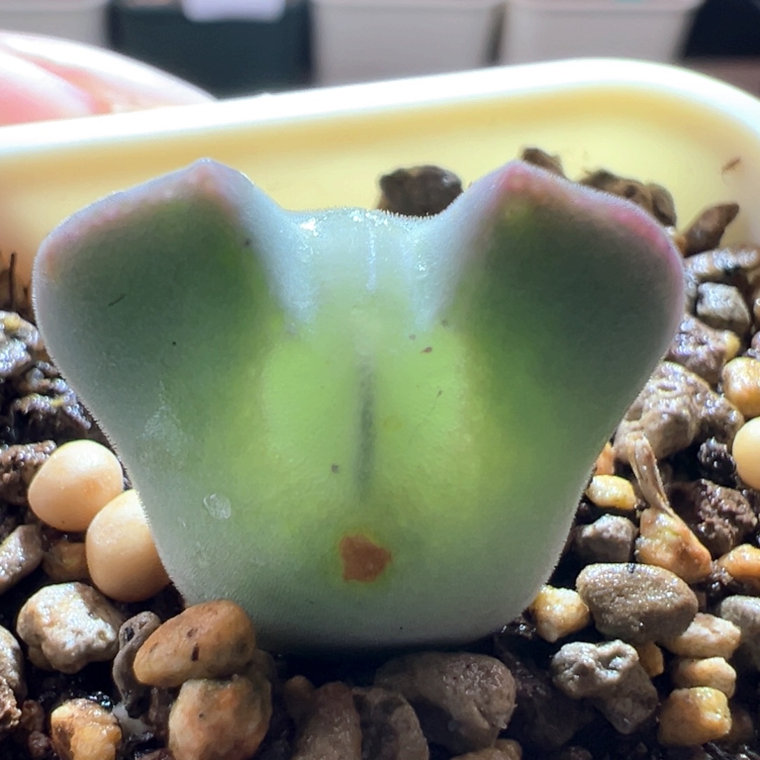 和***红w109。青蛙3年大眼睛。干疤下播福利