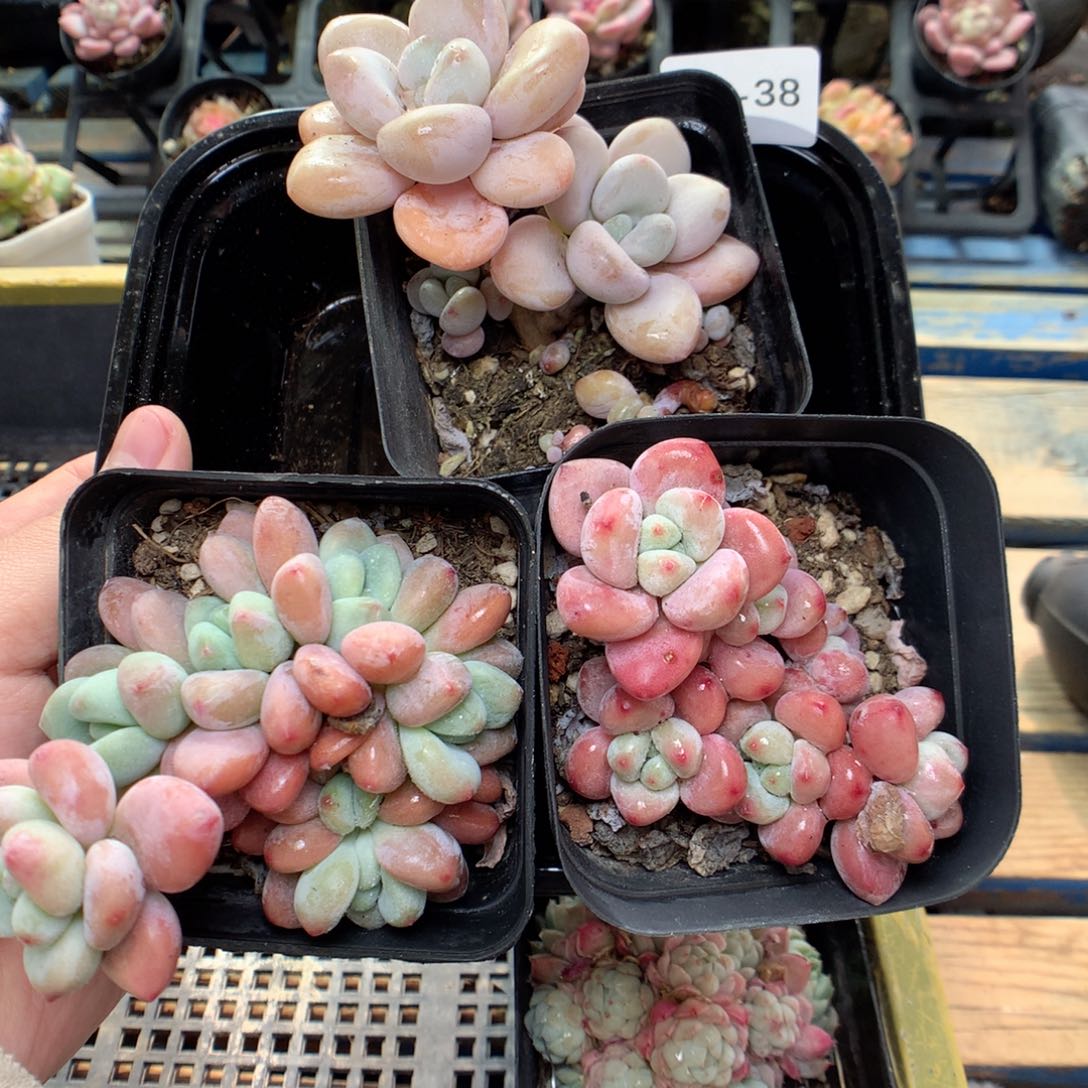 G38 ，柿子多肉20包邮两天凑单