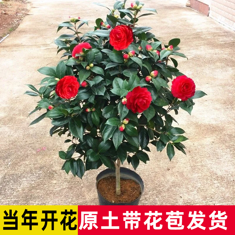 茶花树苗带花香妃盆栽五色赤丹花卉植物十八学士庭院四季开花室内