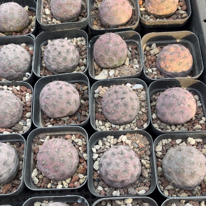 习志野好养皮实好活