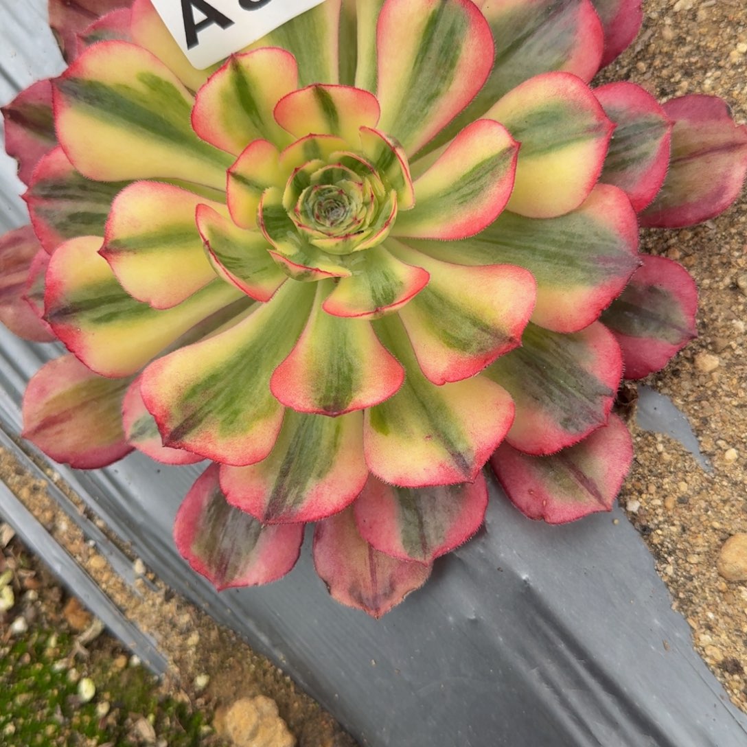 二***哈843不知名到春。多肉植物