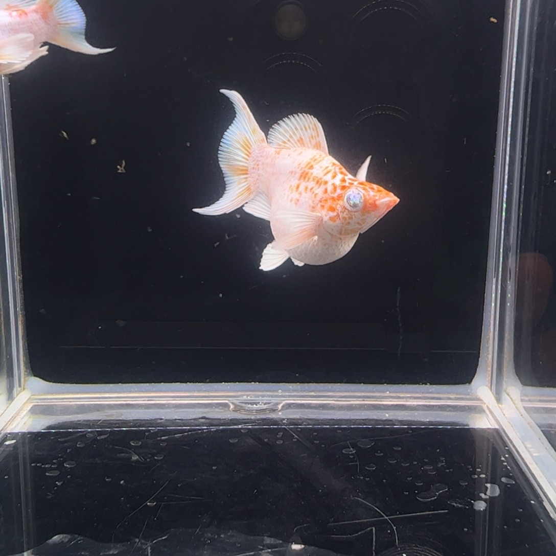 孔雀鱼樱花燕尾种鱼一对