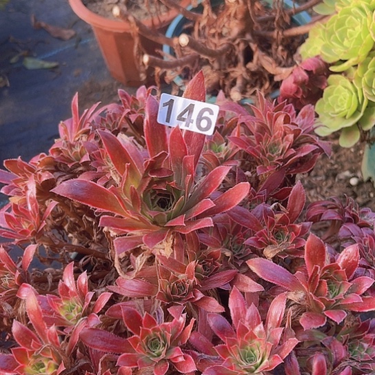 全***肉多肉植物一个法师