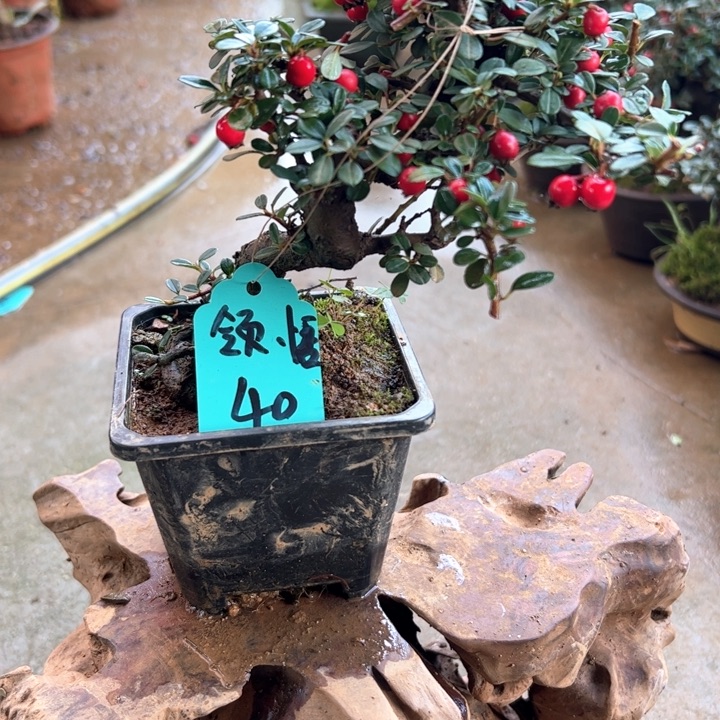 领***悟无花朵云南高山白花荀子