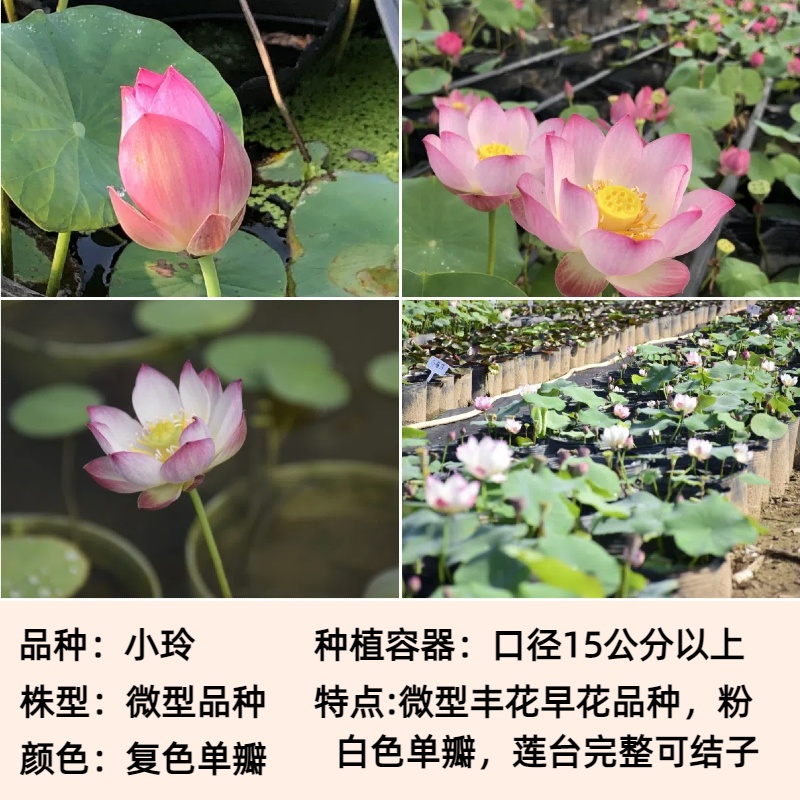 【小玲】微型碗莲 碗莲荷花水培植物 阳台庭院荷花种藕