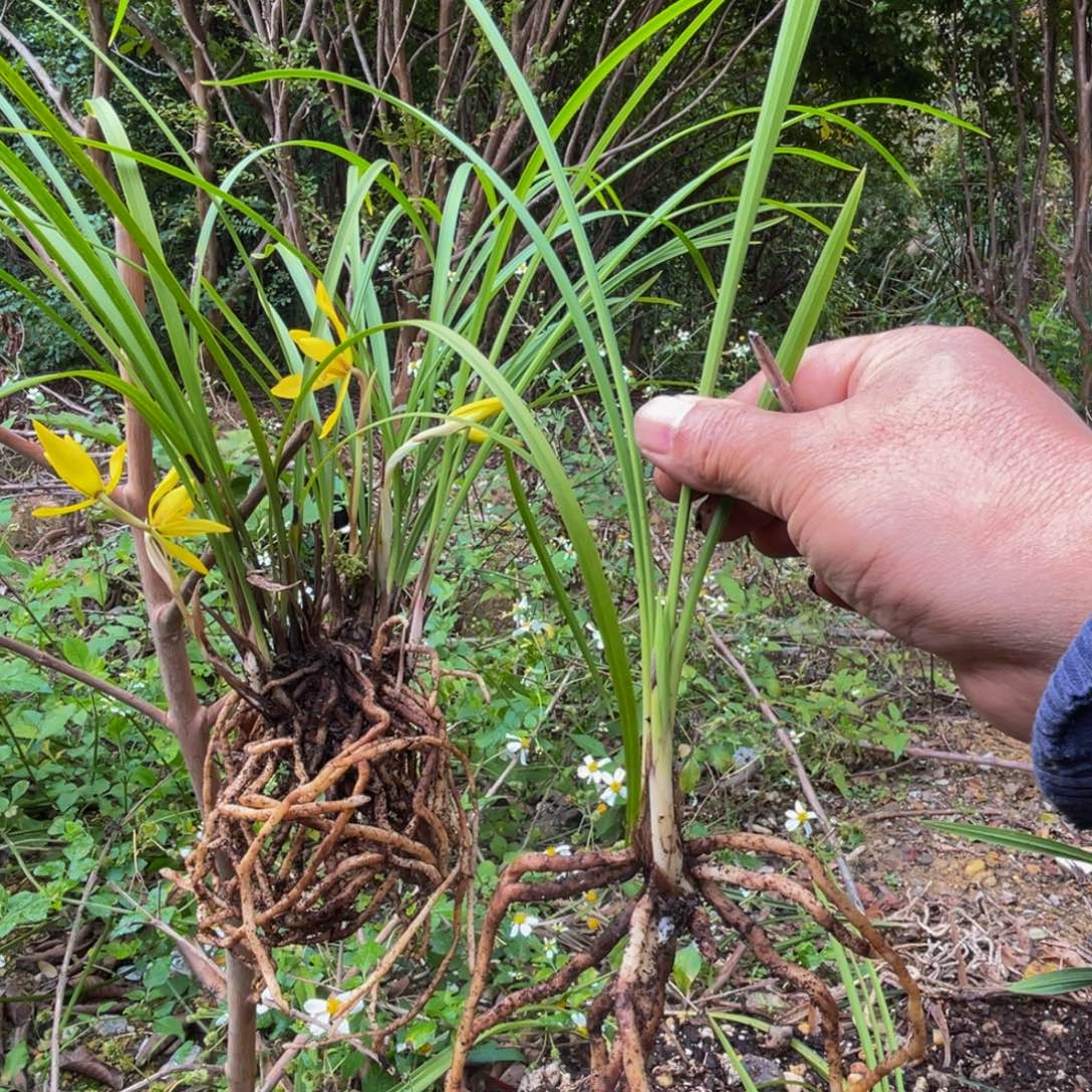 全部花苞兰花新品新品兰花