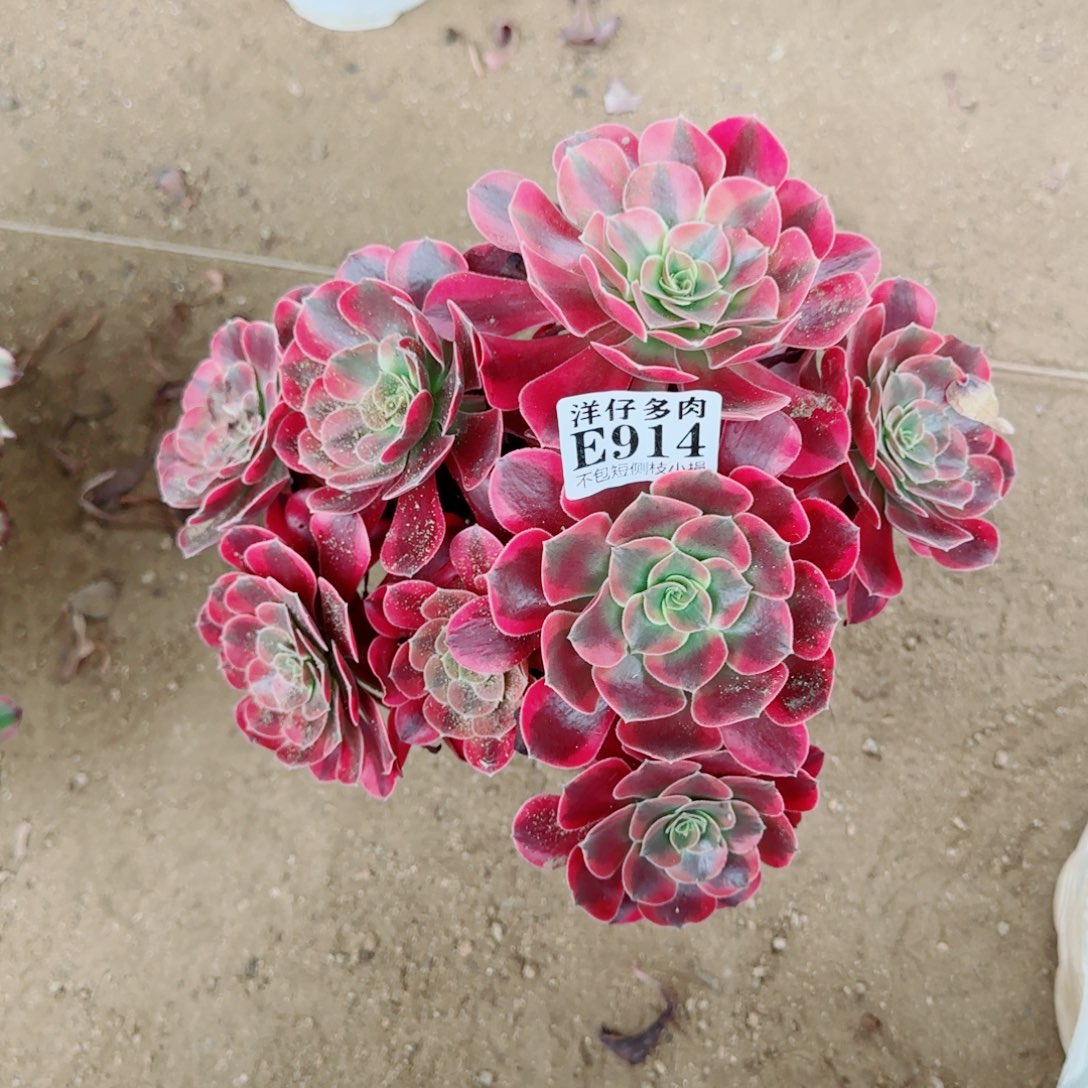 凤冠发师914冠幅20