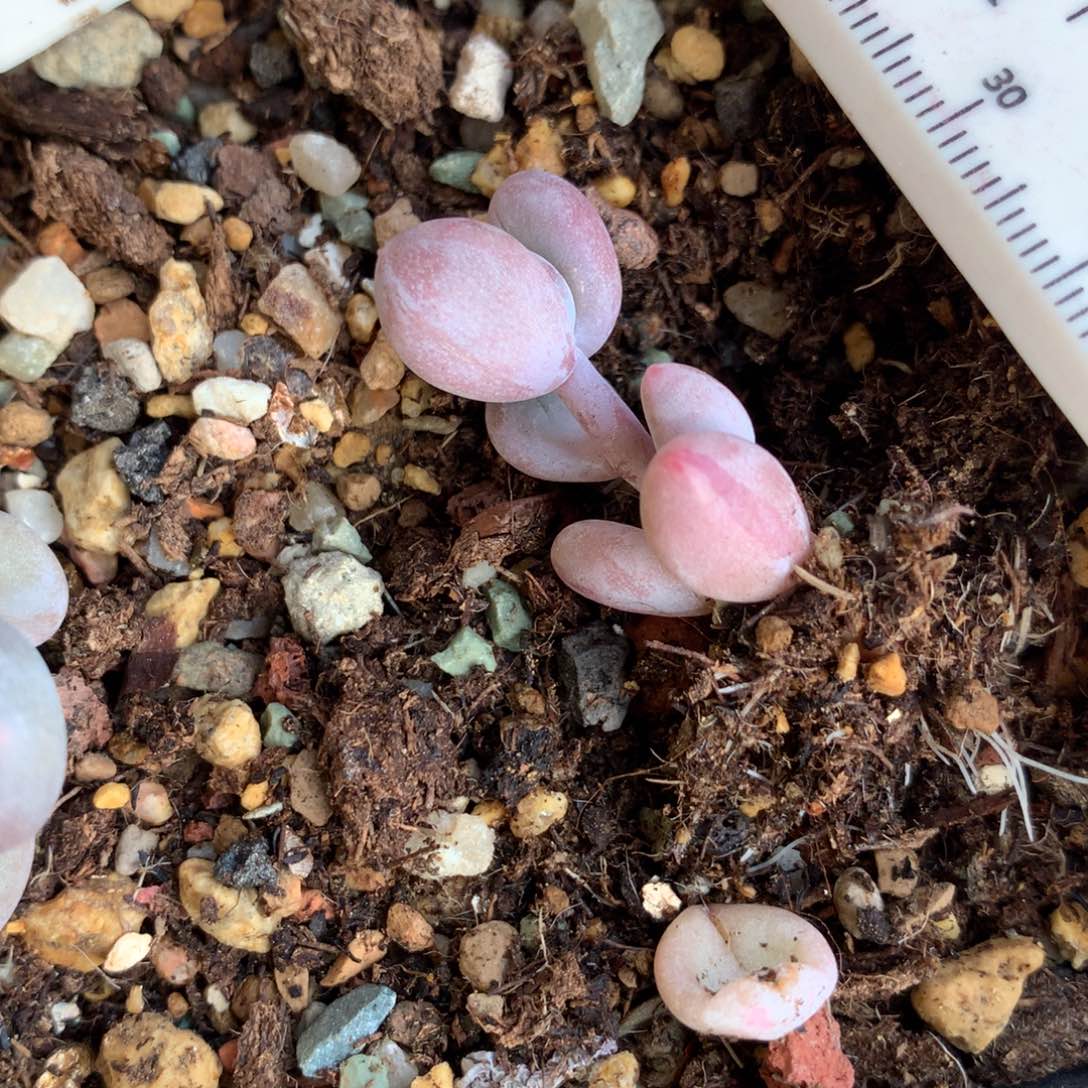 彩虹有锦纹彩虹奶酪