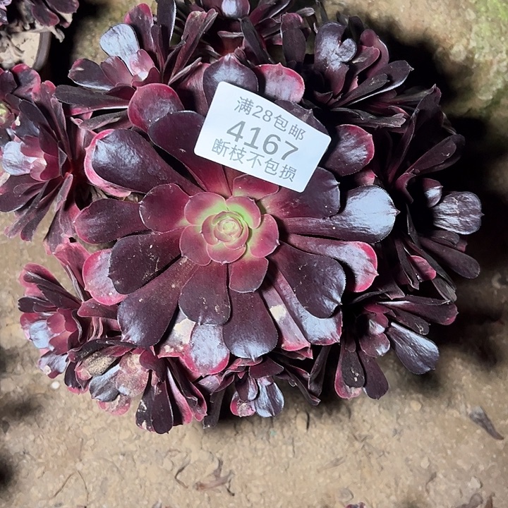 4167爱神多肉植物