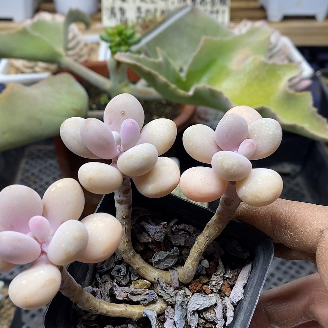 02100 小老桩桃蛋自然群