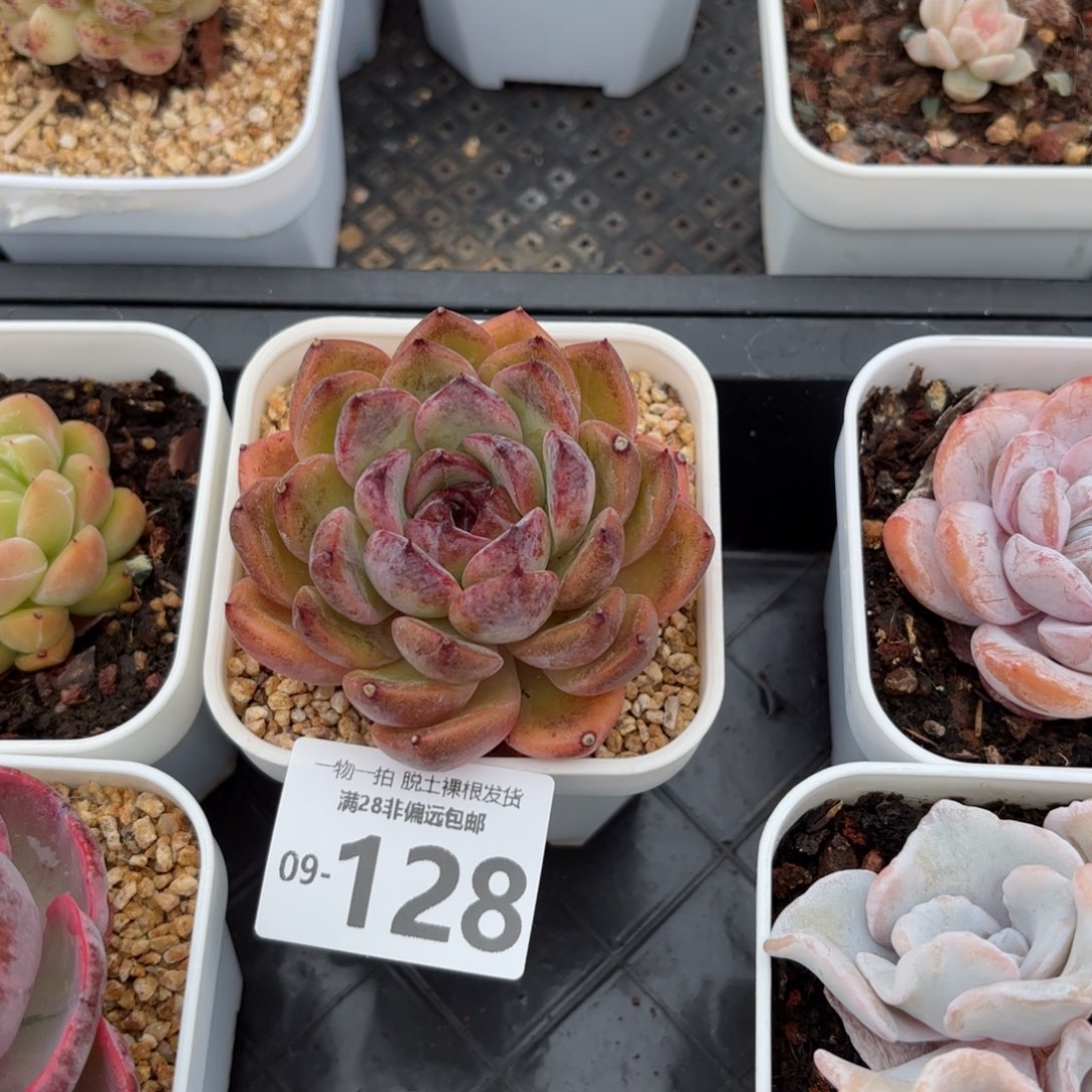 紫薇单头多肉多肉