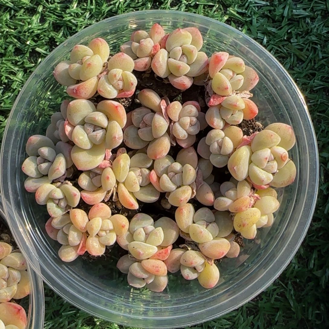 开播福利一盒冰玉小双头（12颗