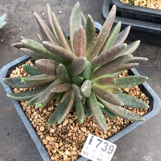 八爪鱼739 亏本处理不退不换7-8天发货