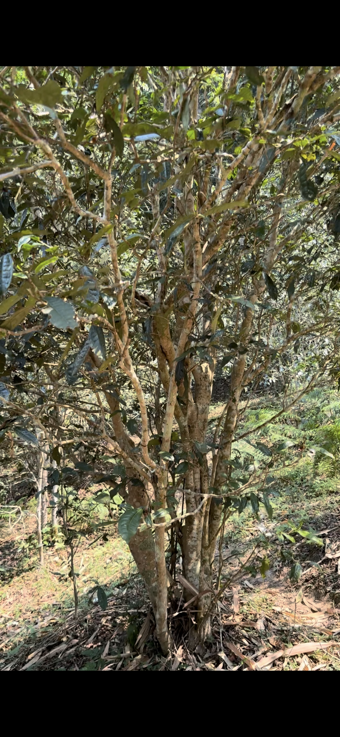 2025头春头采《汤家哆依树古树2类》生普