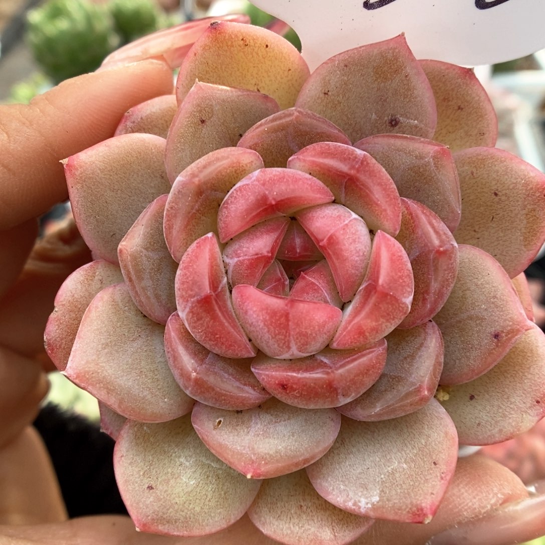 琴心可拍310号。   