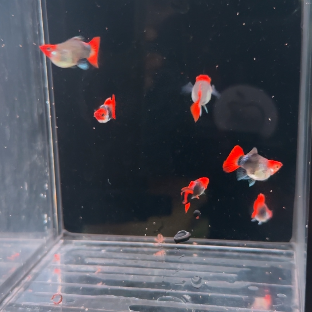 孔雀鱼深海蓝3对69深海蓝玻璃c70