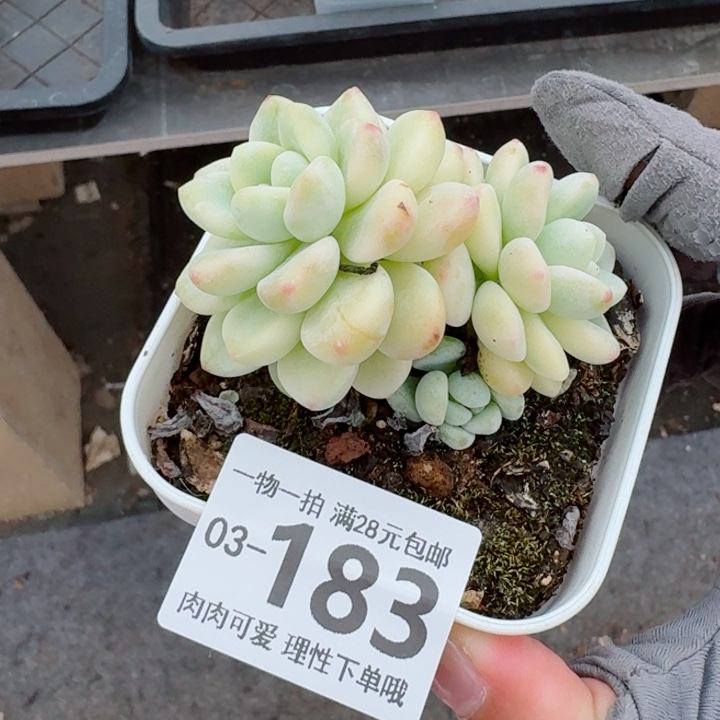 劳尔锦无盆土发货多肉无盆土