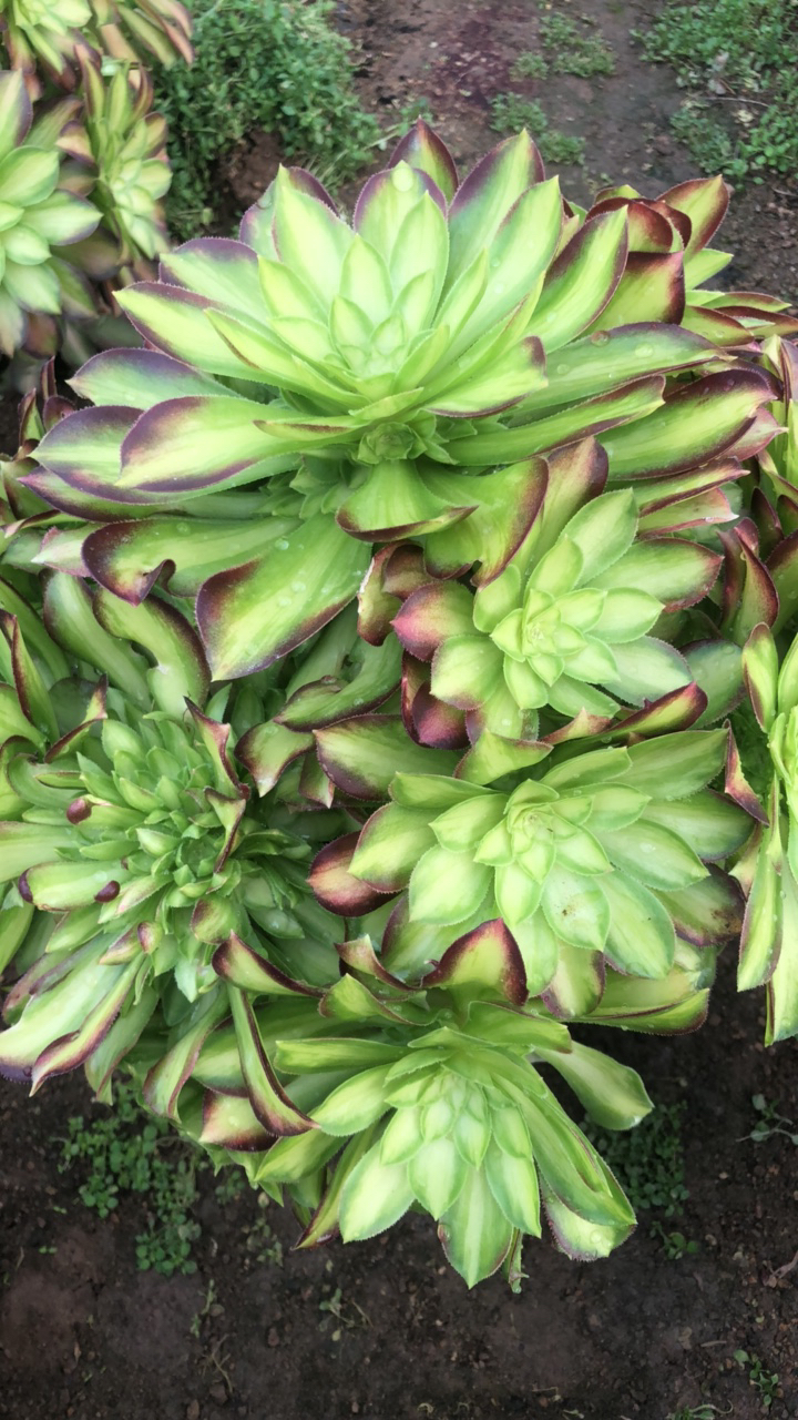 韶华绣球多肉多肉植物