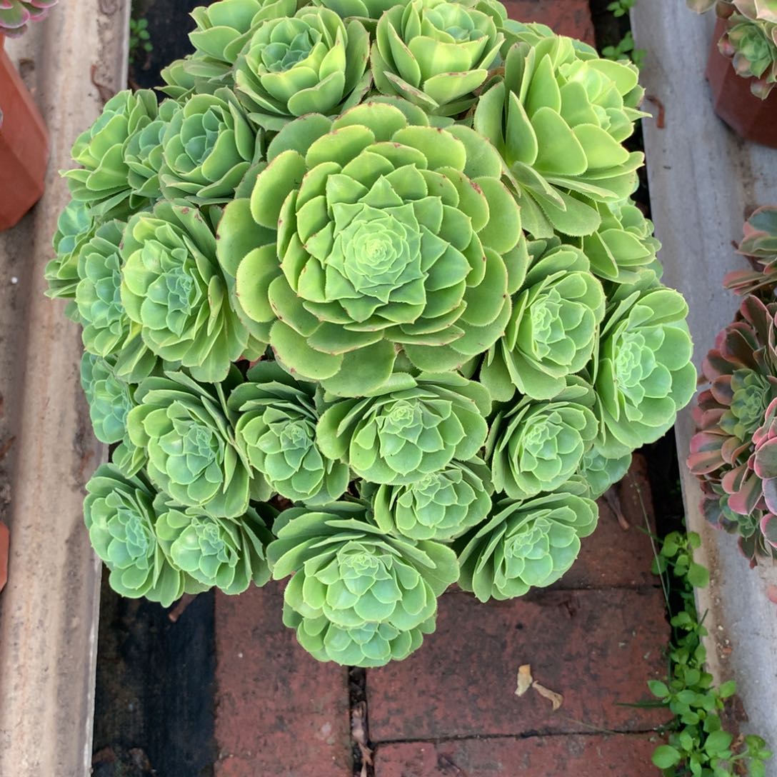 琉璃绿圆叶，多肉植物