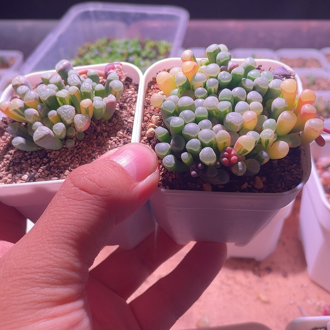 与****五十玲玉锦特价包邮两颗