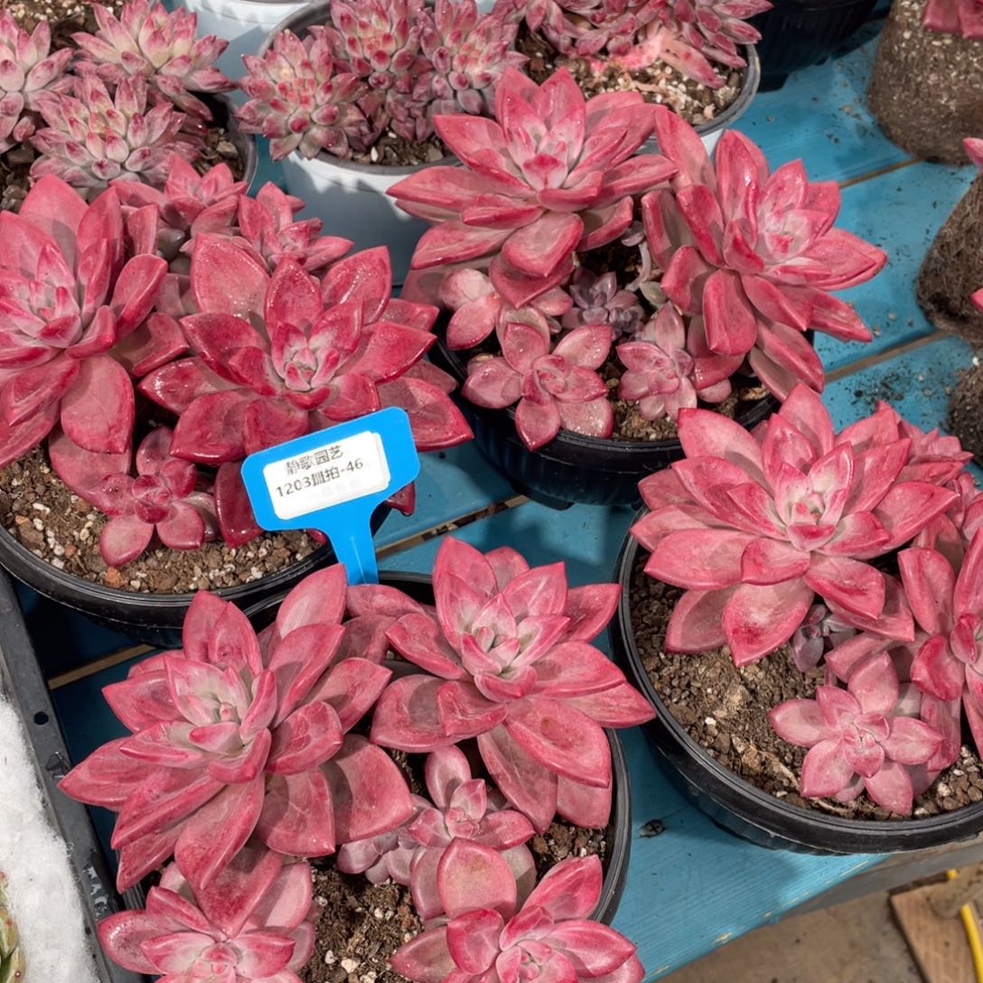 1203-46-赫菲斯托潜力股大群一颗量拍