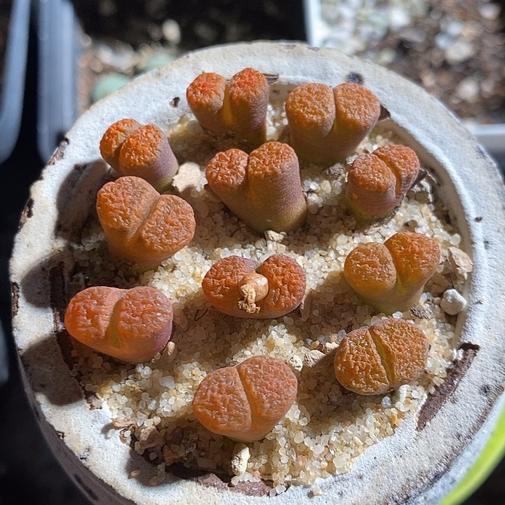 超级蛋糕风铃一颗。    