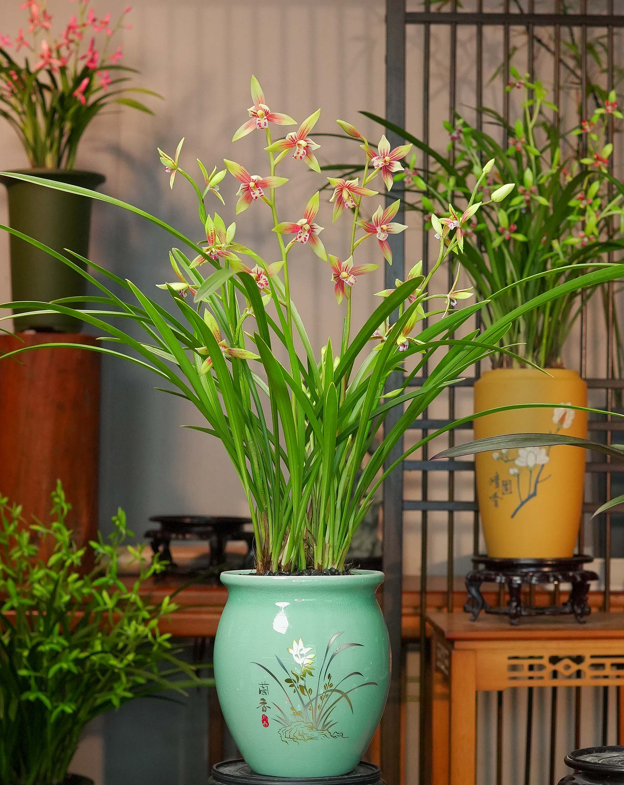兰花建兰铭品【峨眉贵妃带花苞】天青色陶瓷盆兰花室内好养易活3
