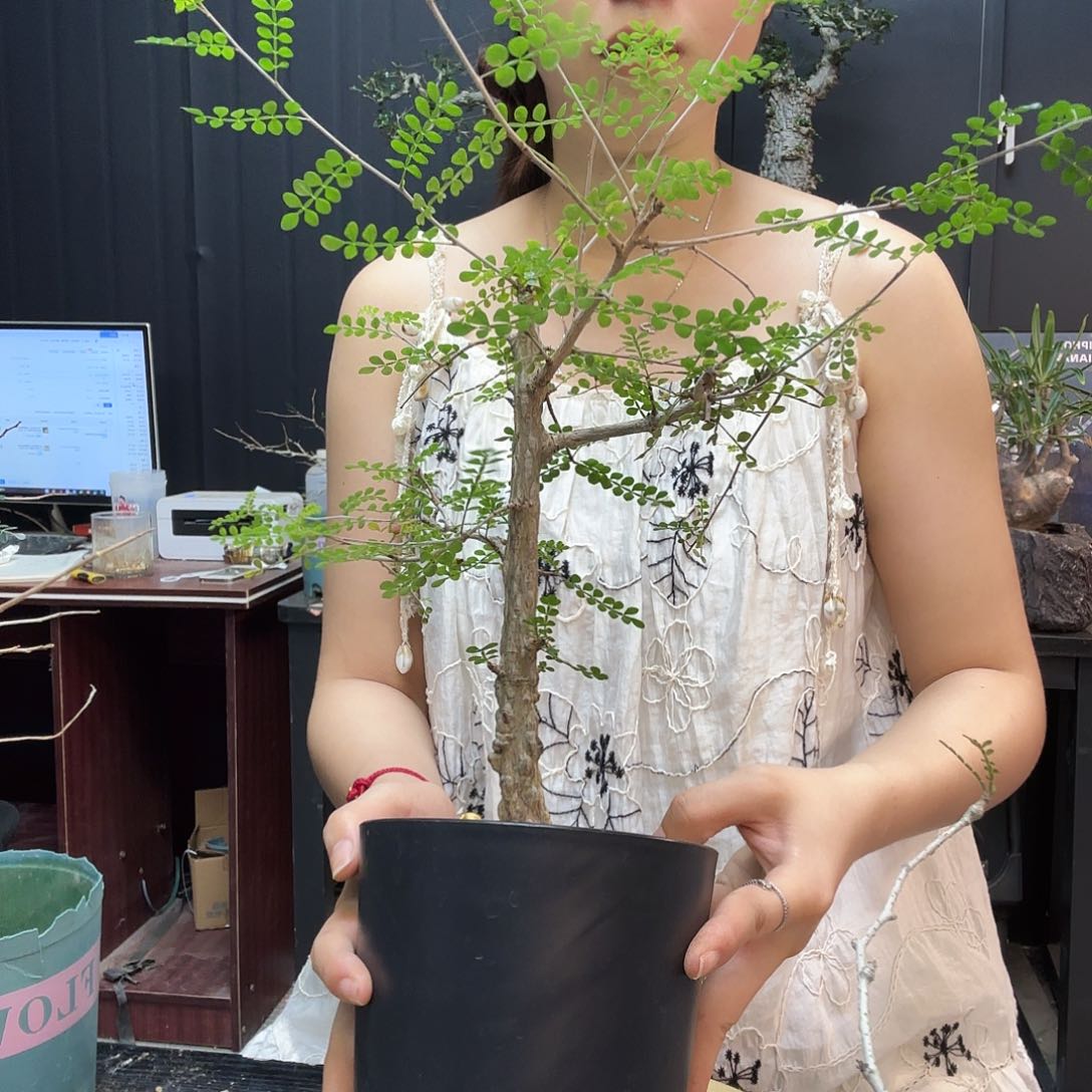 列加漆树带盆土。