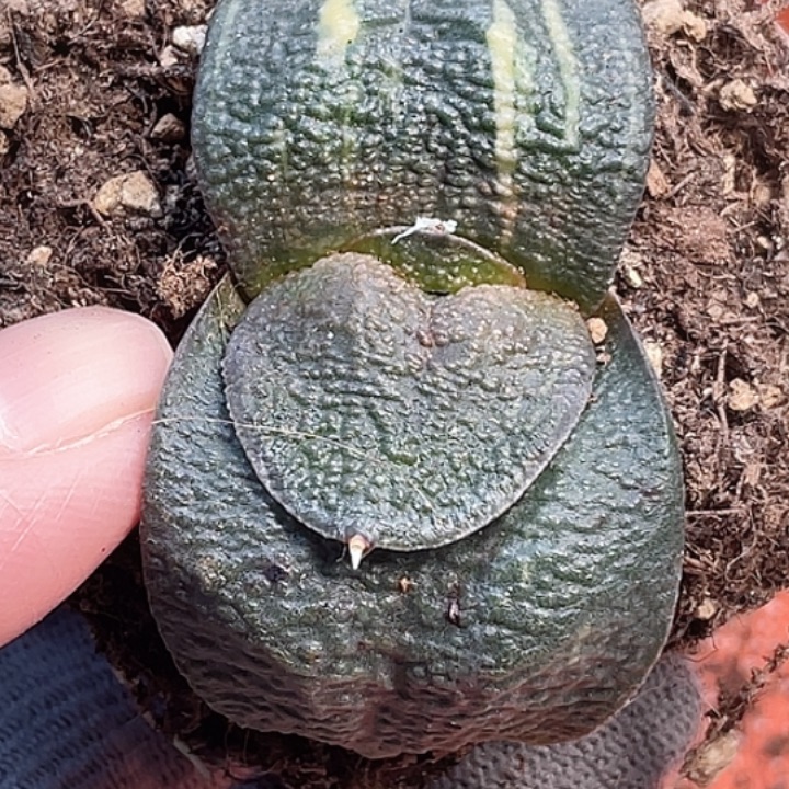 一物一拍竞拍福利拍