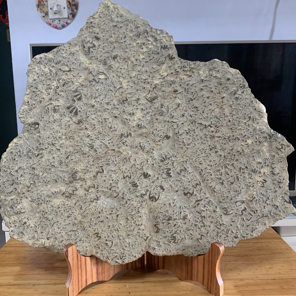 三叶虫化石燕子石珍品收藏版62 cm x 60 cm