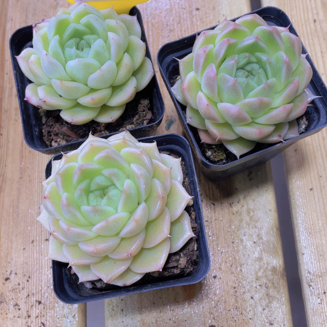 446号 绿透大胖子麦秆单头一个