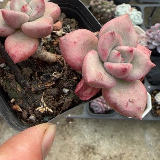 177奶油鳄梨多肉植物多