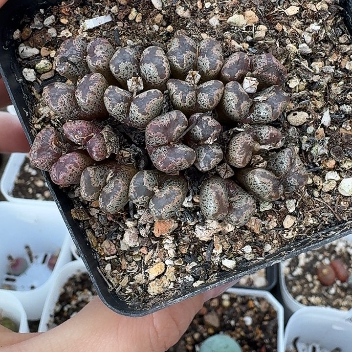 老马生石花蝴蝶勋章1566