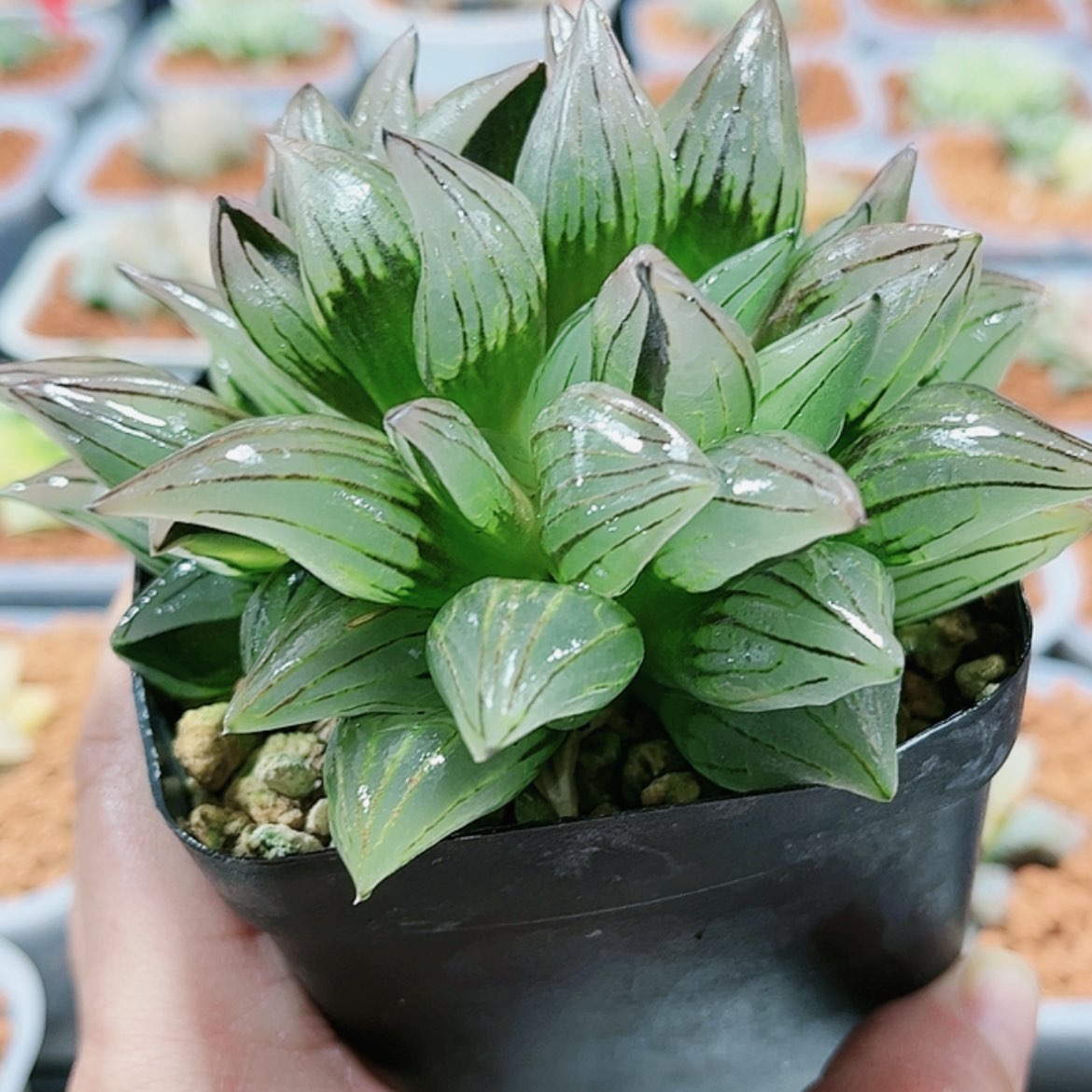 【闪购商品】西瓜寿