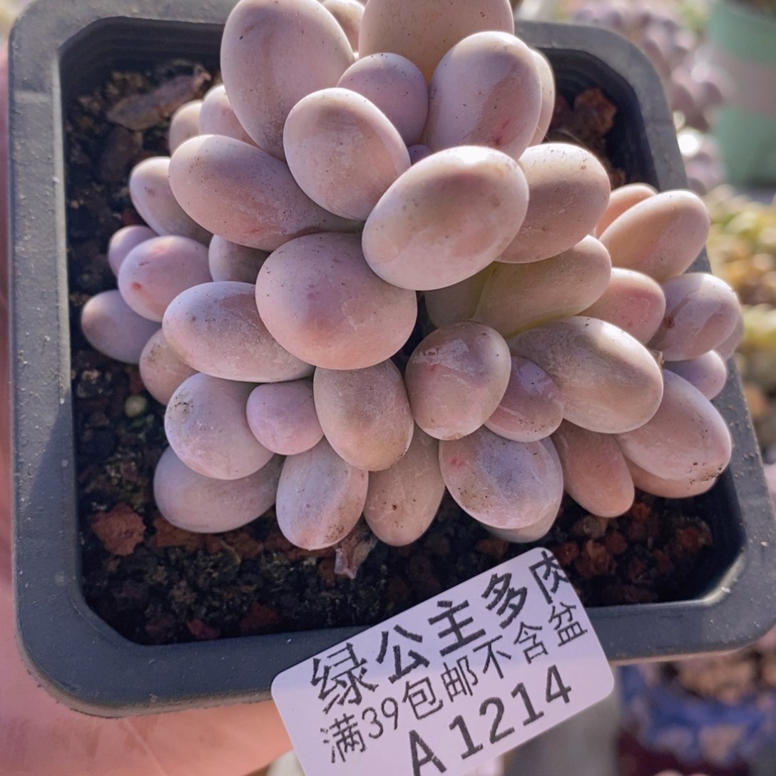 水光针奶酪8cm1214多肉植物