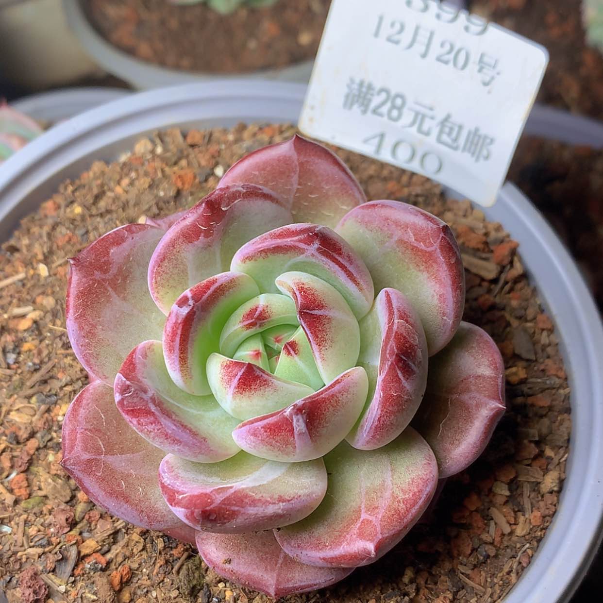 【闪购商品】云400